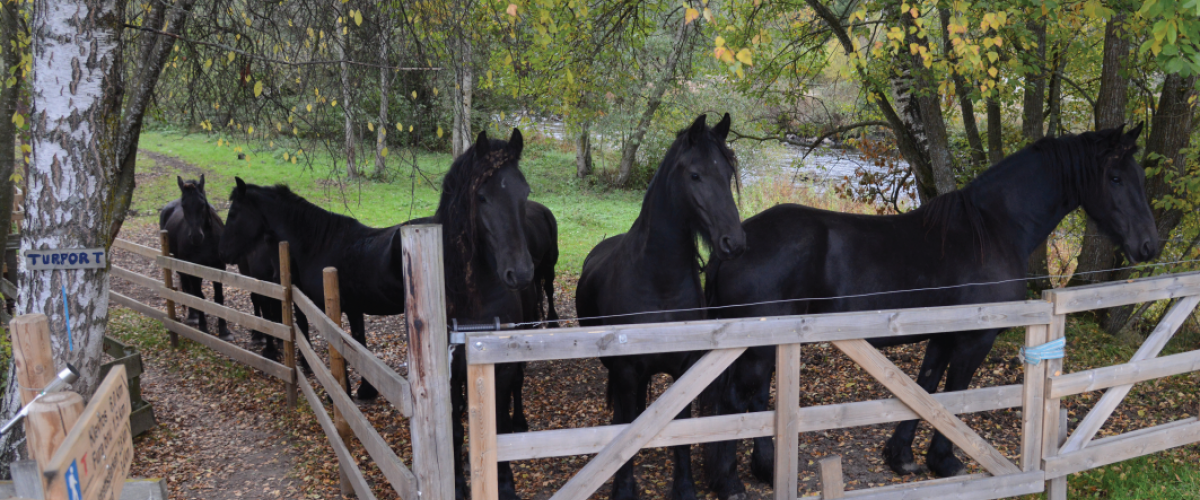 Flere svarte hester som er inngjerdet