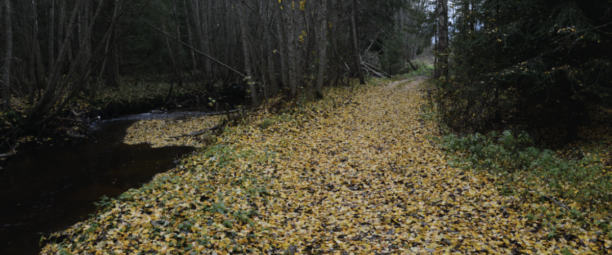 Tursti inntil elv, dekket av falne blader