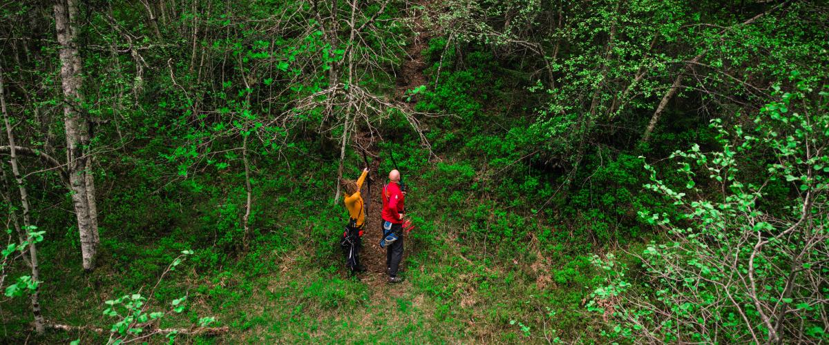Bueskyttere i skog
