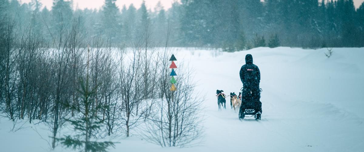 Bilde av hundekjører bakfra i snøen, og markering av løypene i gåsbu med fargene svart, rød, blå, grønn og gul.