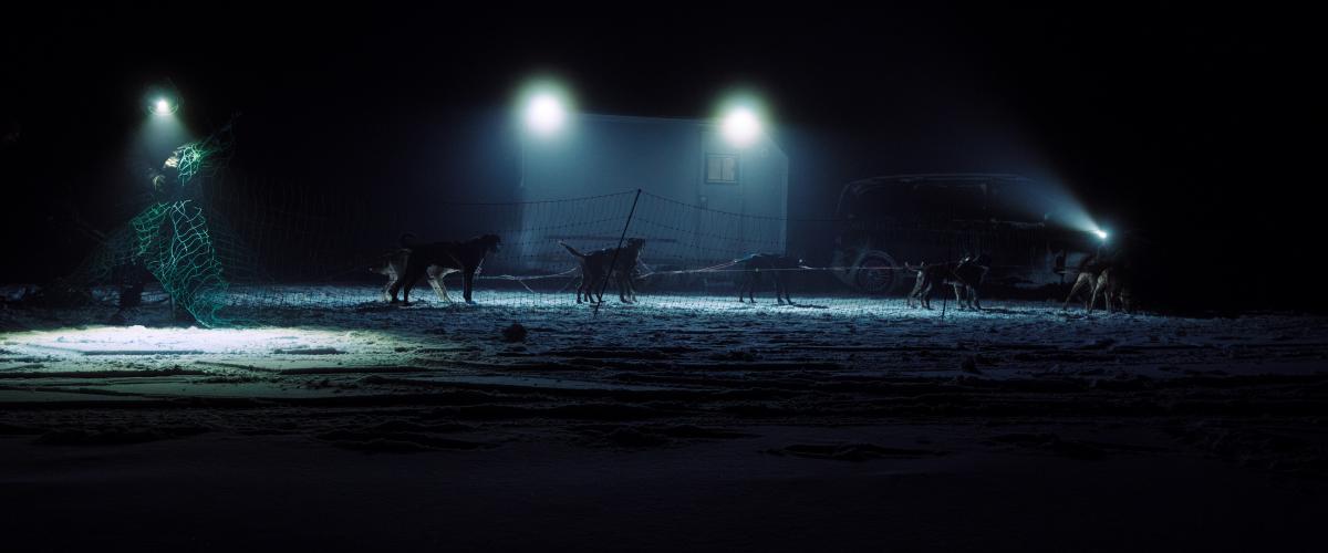 Bilde av hunder i mørket opplyst av Gåsbu klubbhus 