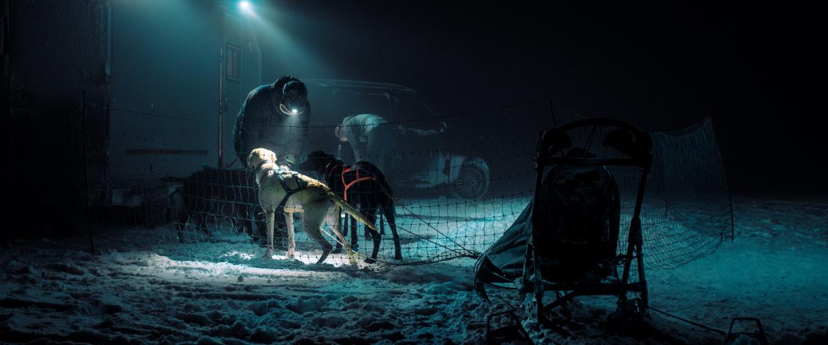 Bilde av hundefører, to hunder og punk i mørket, hvor hundefører fikser sele på hundene